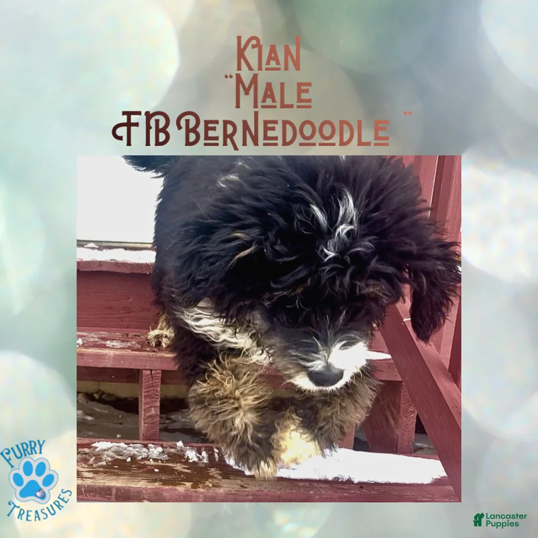 Mini Bernedoodle dogs for sale: Kian “Blue Collar” Male - Ad 9