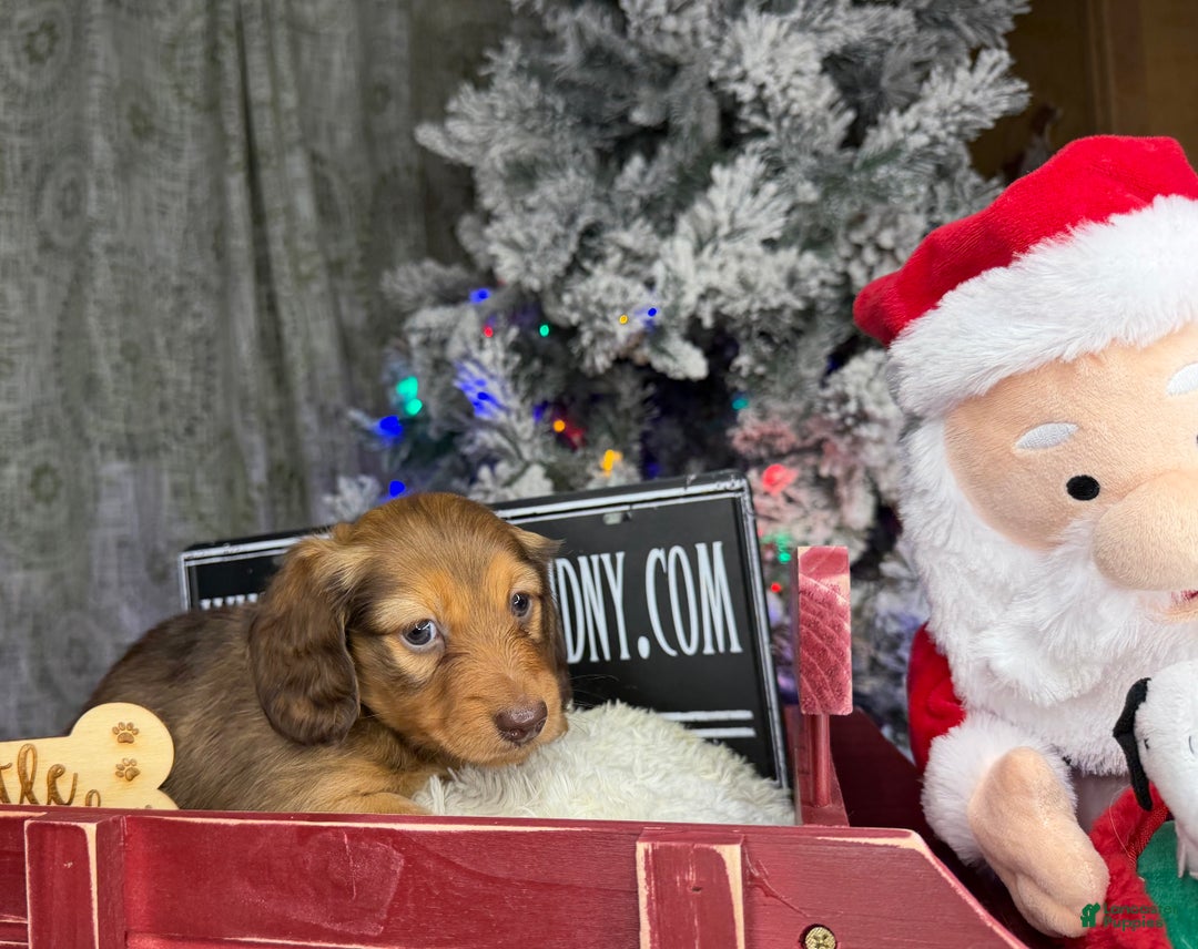 Miniature Dachshund dogs for sale: Green eyes- South african - Ad 21