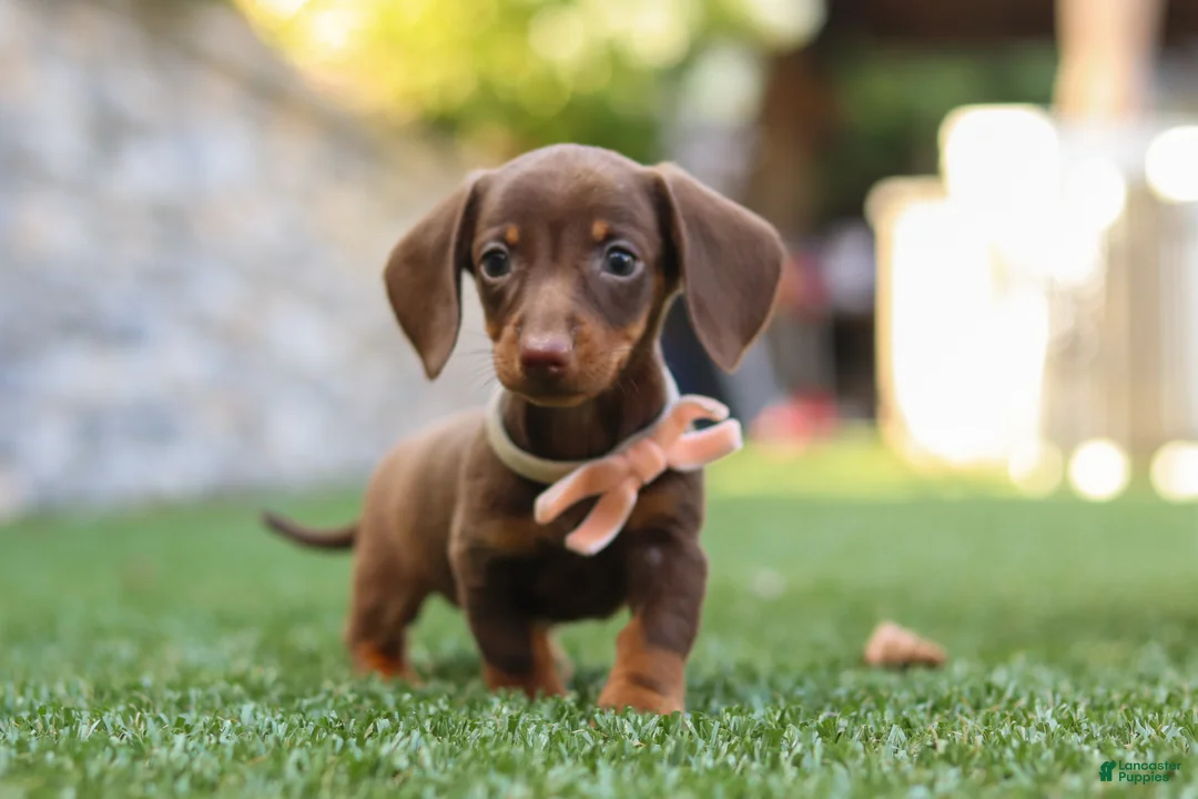Miniature Dachshund dogs for sale: Ana - Ad 1