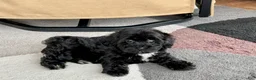 Havapoo dogs for sale: Havapoo Puppy 4 - Ad 4
