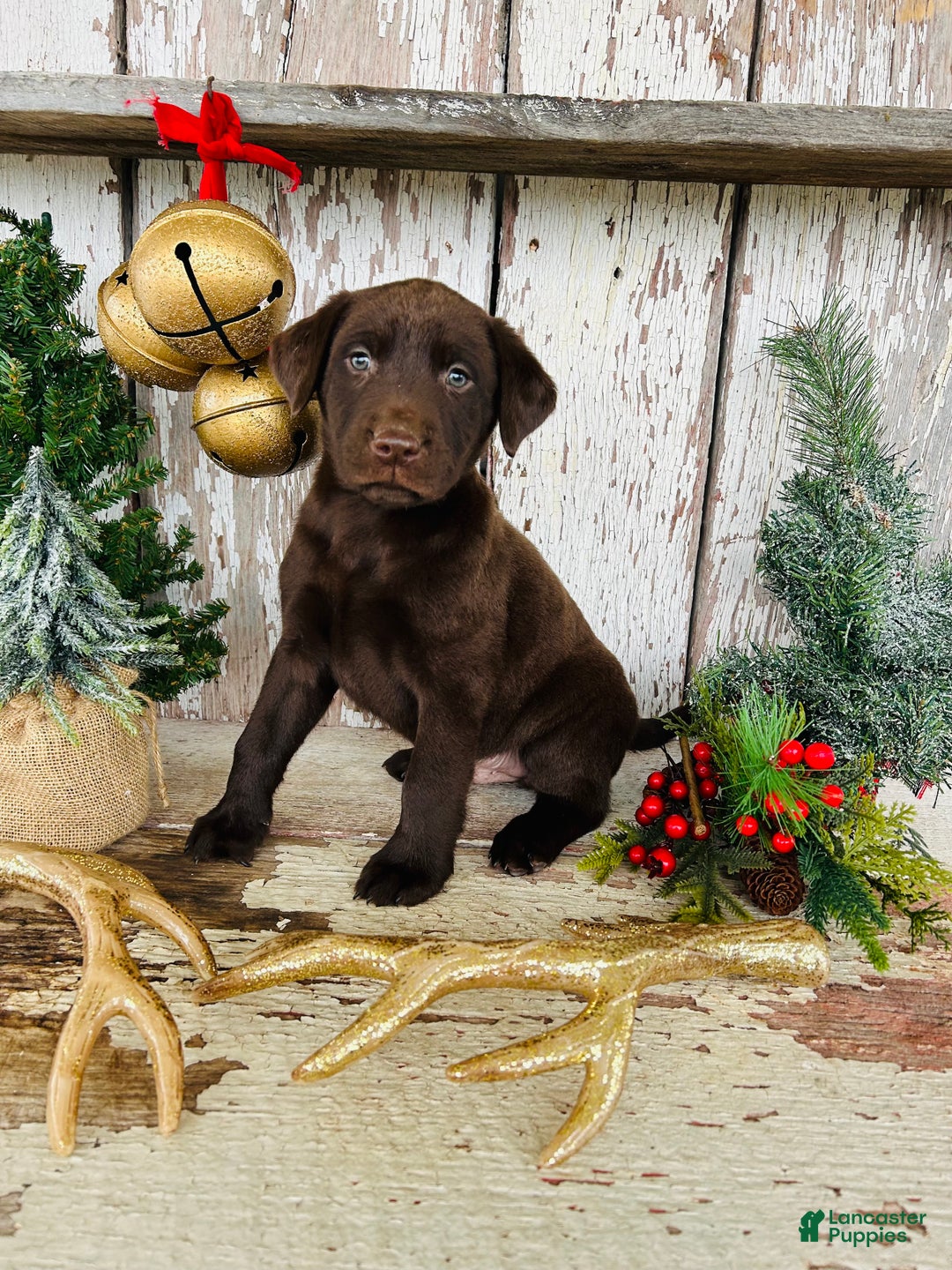 Labrador Retriever dogs for sale: Dasher - Ad 3