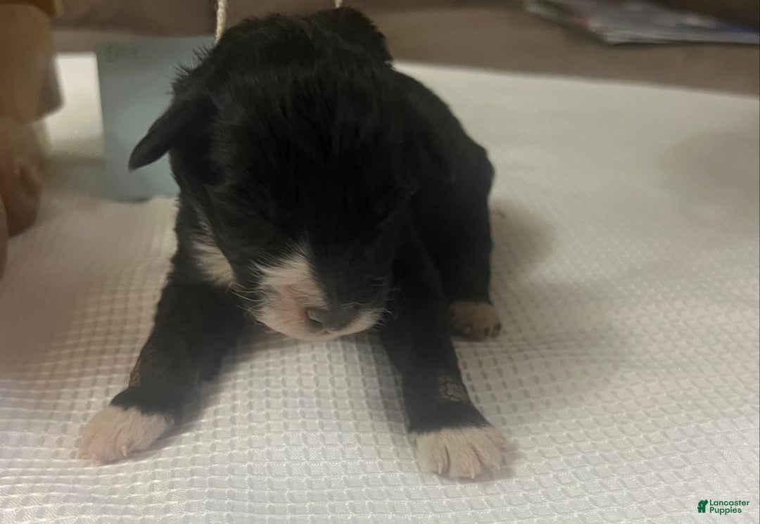 Aussiedoodle dogs for sale: Jackpot. - Ad 1