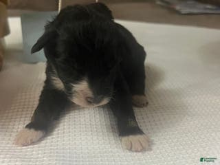 Aussiedoodle dogs Jackpot. - Ad 18