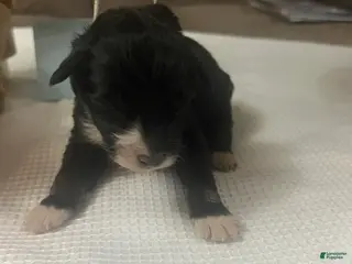 Mini Aussiedoodle dogs Jackpot. - Ad 21