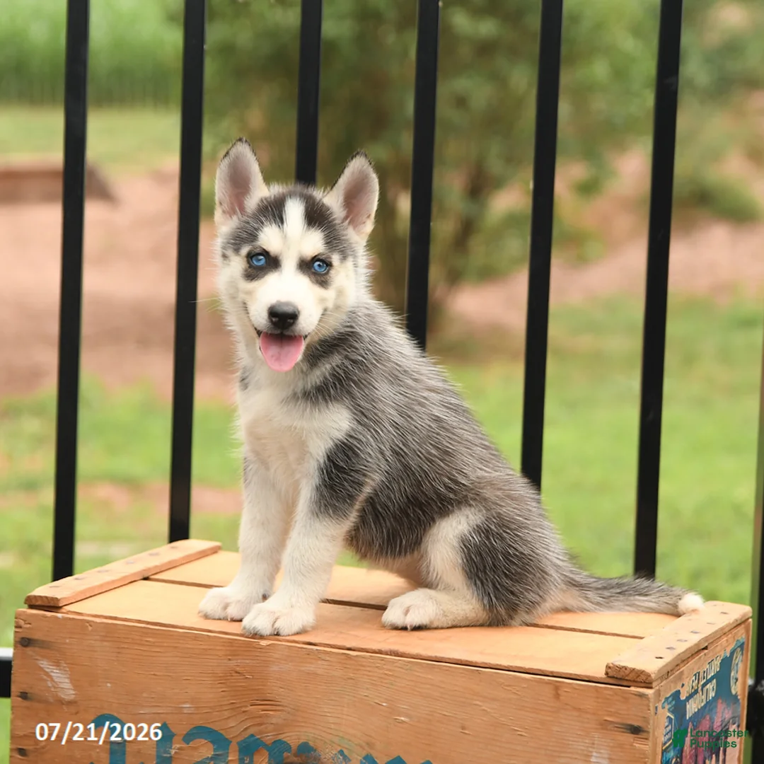 Siberian Husky dogs for sale: Breeze - Ad 2