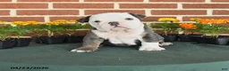 English Bulldog dogs for sale: Eve - Ad 1