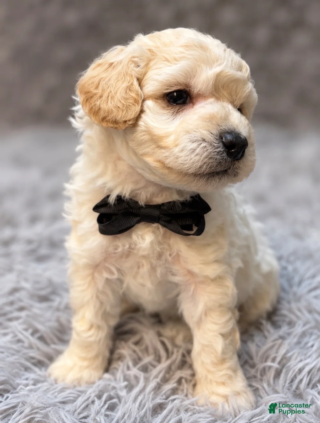 Toy Poodle dogs for sale: Bernard  - Ad 2