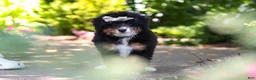Mini Bernedoodle dogs for sale: Ellie - Ad 5