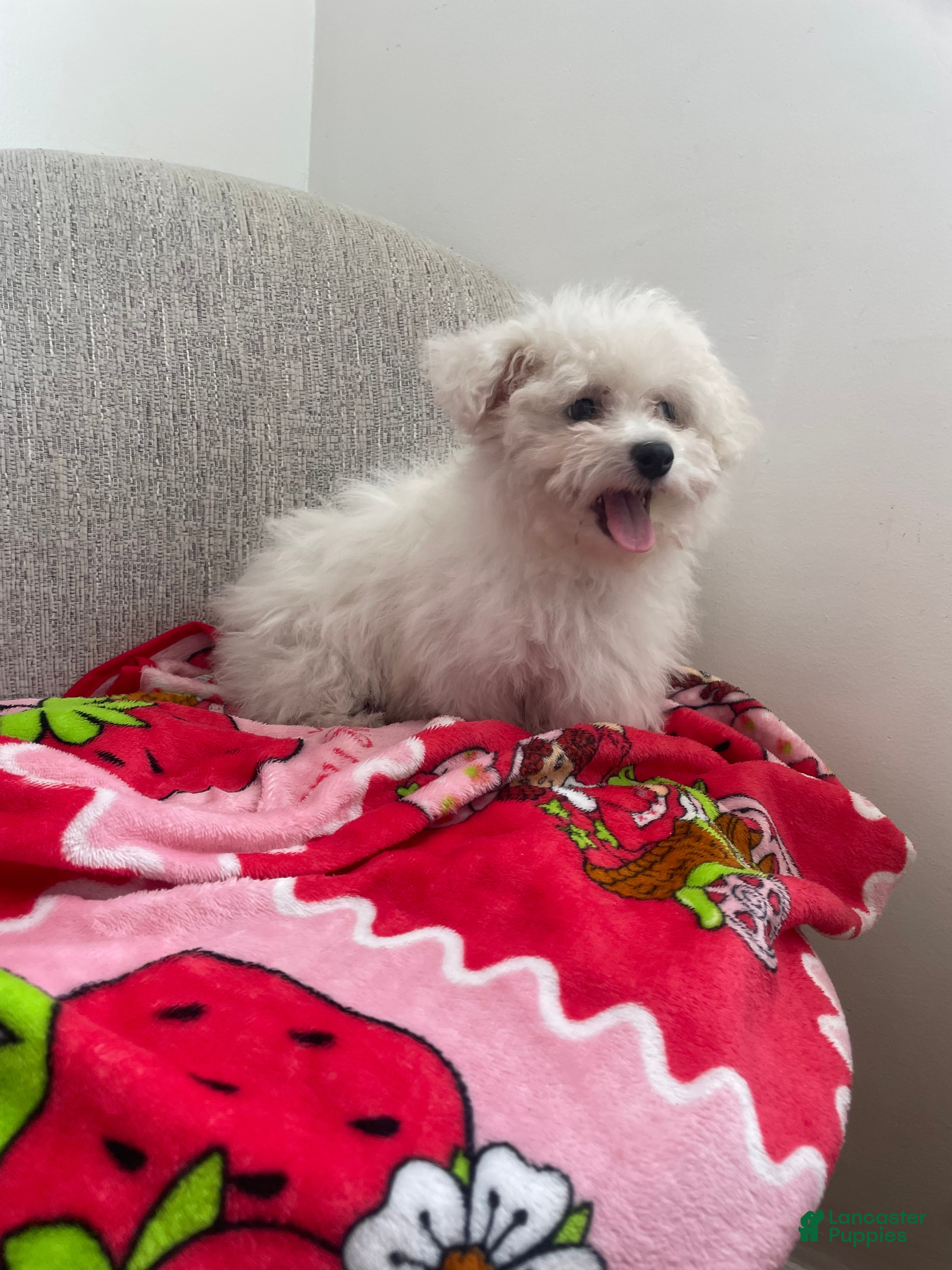 Maltipoo dogs Cupcake  - Ad 1