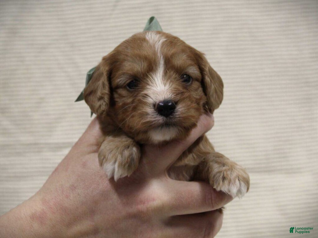 Cavapoo dogs for sale: Tanner - Ad 2