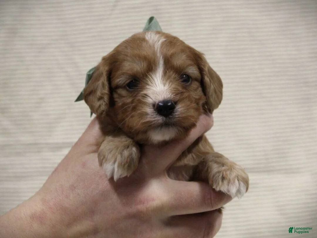 Cavapoo dogs for sale: Tanner - Ad 2