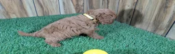 Cavapoo dogs for sale: Harlow Girl 2 - Ad 4