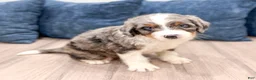 Mini Bernedoodle dogs for sale: Tyler - Ad 9