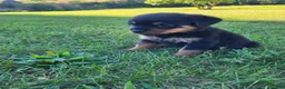 Rottweiler dogs for sale: Raven - Ad 5