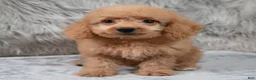 Mini Goldendoodle dogs for sale: Ranger ID: 3859 - Ad 9