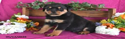 Rottweiler dogs for sale: Myles - Ad 4