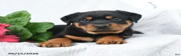 Rottweiler dogs for sale: Saturn - Ad 3