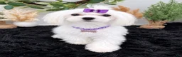 Maltese dogs for sale: AKC Mia the Korean Maltese $3000 - Ad 9