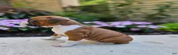 Boxer dogs for sale: Scout - Ad 4