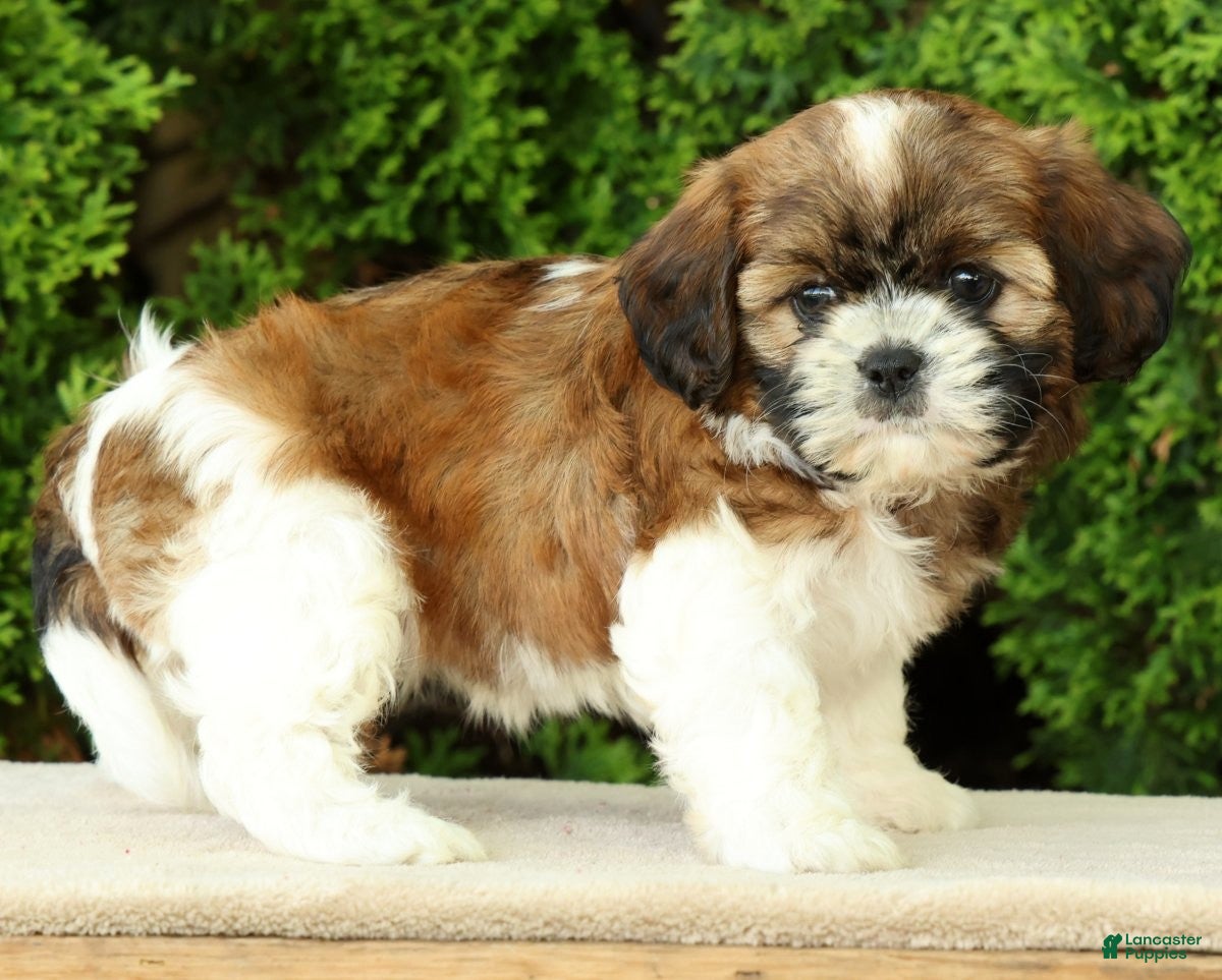 Mixed Breed dogs for sale: Winnie - Ad 4