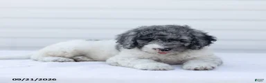 JR