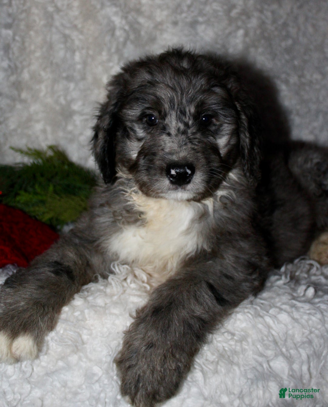Bernedoodle dogs for sale: Cody - Ad 1