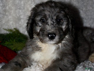 Bernedoodle dogs Cody - Ad 13