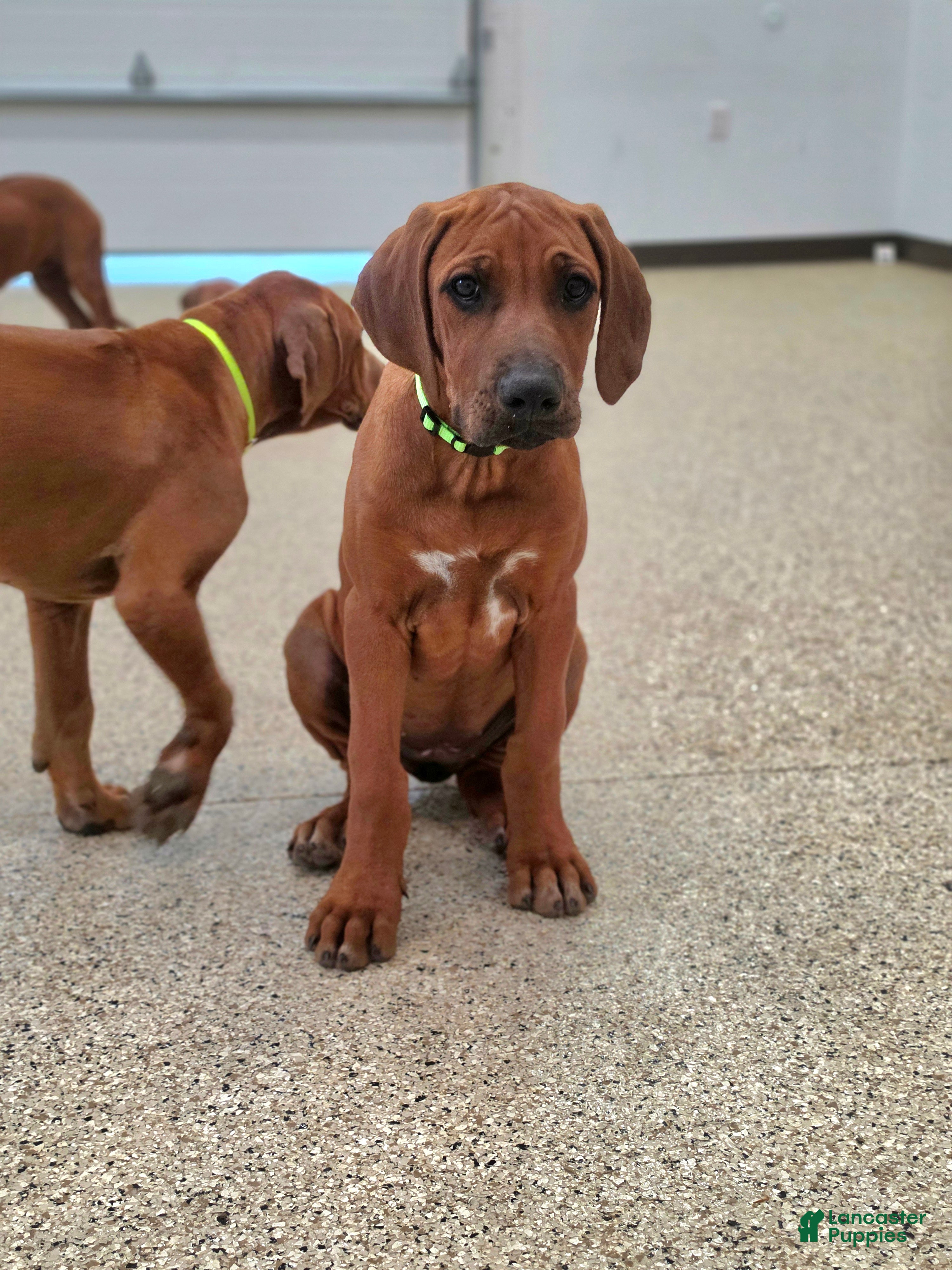 Rhodesian Ridgeback dogs Rhodesian Ridgeback Puppy 4 - Ad 1