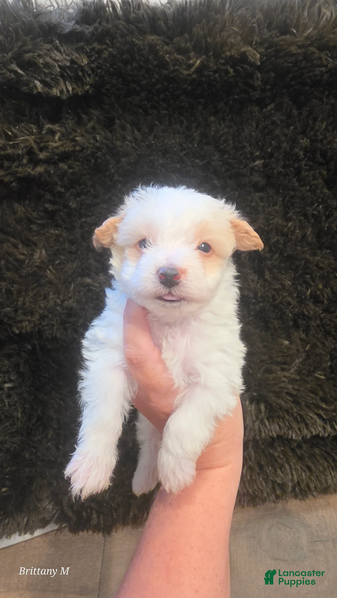 Yorkiepoo dogs for sale: Yorkiepoo 1 - Ad 1