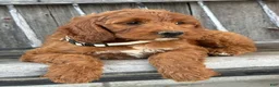 Irish Doodle dogs for sale: Juniper - Ad 17