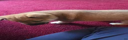 Shiba Inu dogs for sale: Fawn Male - Ad 9