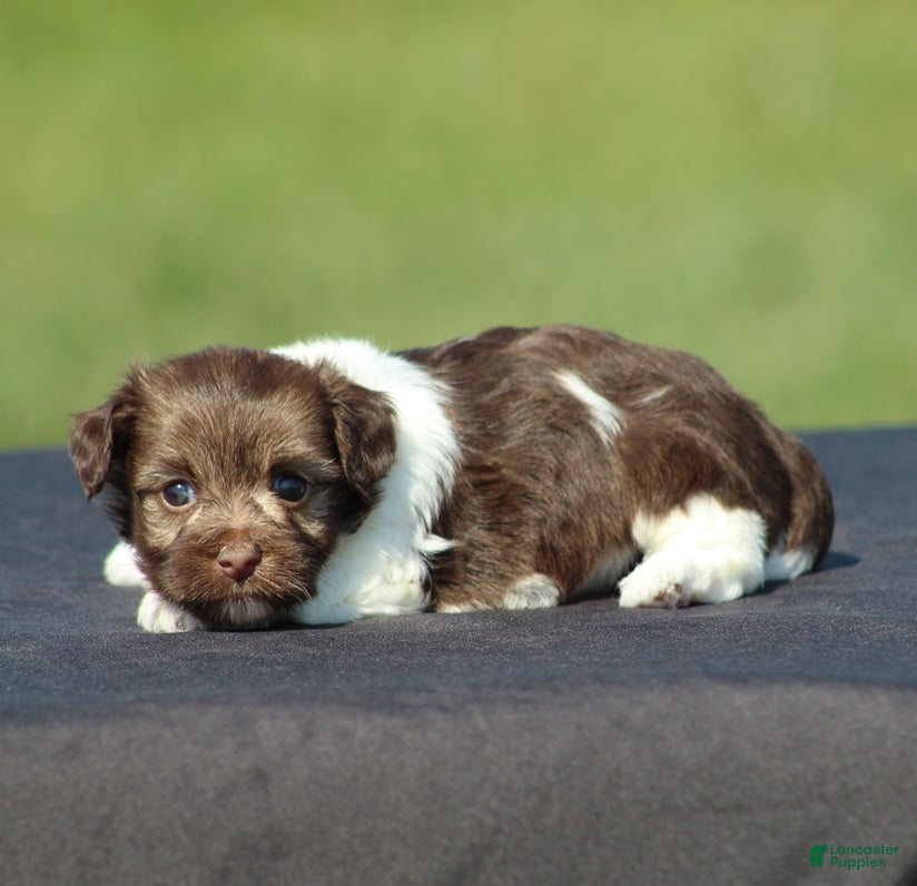 Havanese dogs Dora - Ad 1