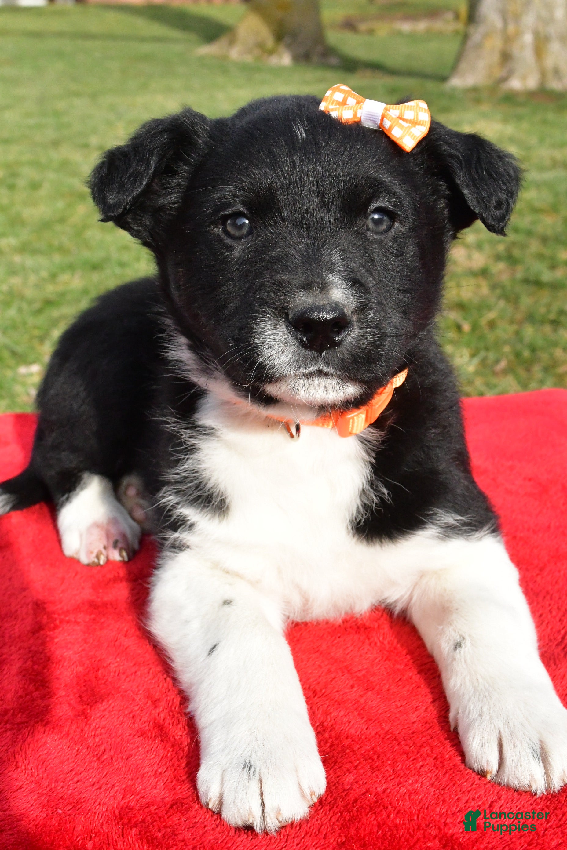 Mixed Breed dogs Milo - Ad 9