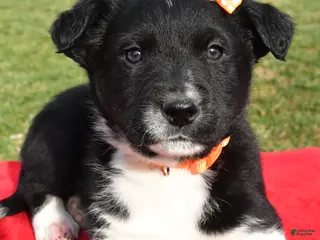 Mixed Breed dogs Milo - Ad 31