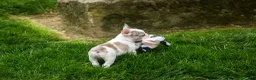 French Bulldog dogs for sale: Axel (Platinum with Blue Eyes) 💙🐾 - Ad 16