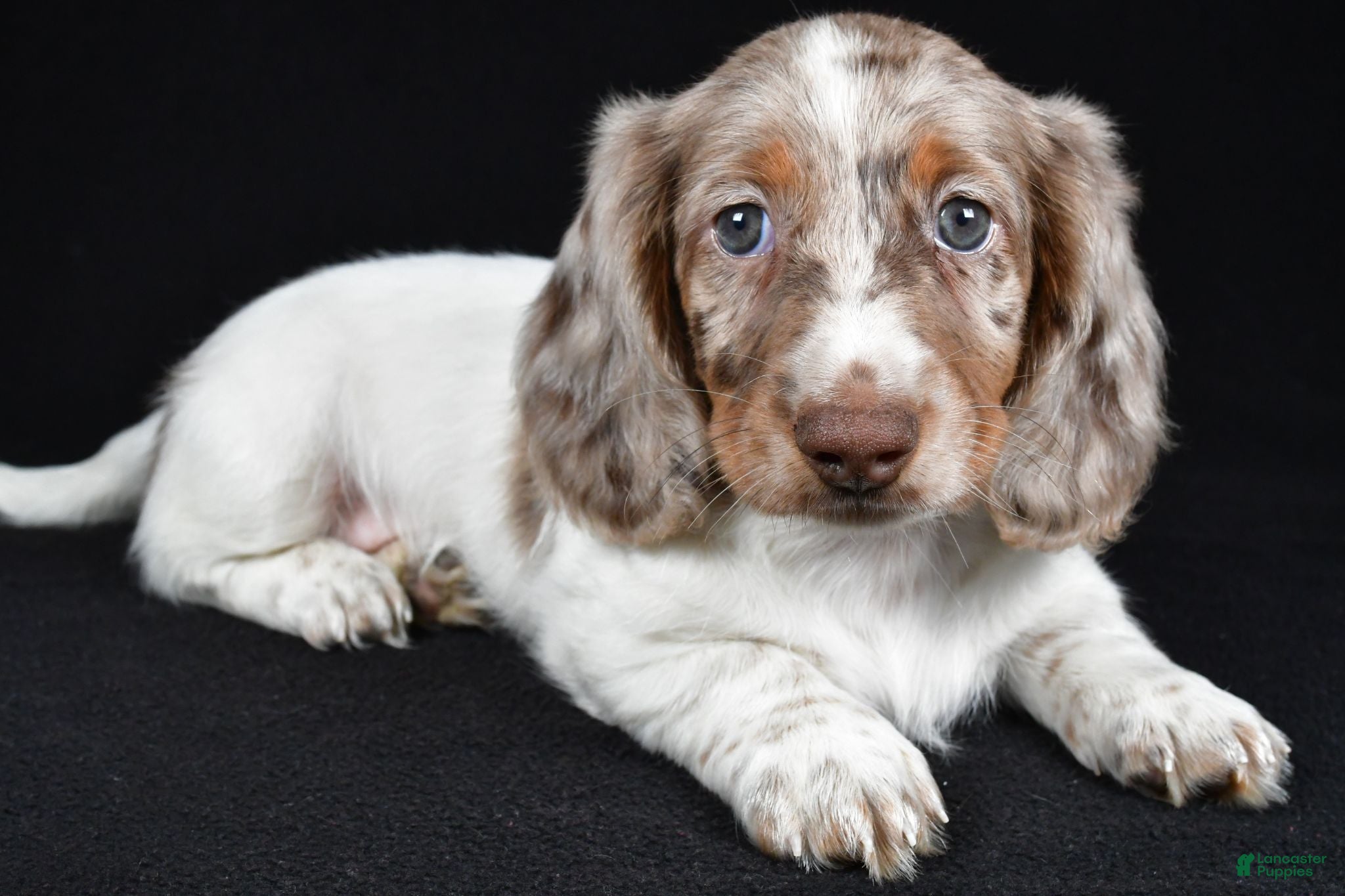 Miniature Dachshund dogs Kevin - Ad 1