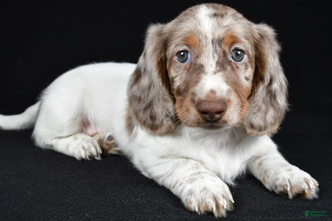 Miniature Dachshund dogs for sale: Kevin - Ad 1