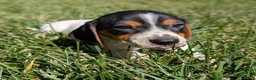Miniature Dachshund dogs for sale: Churro - Ad 6