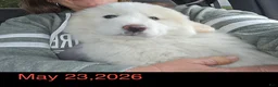 Great Pyrenees dogs for sale: Daisy - Ad 2
