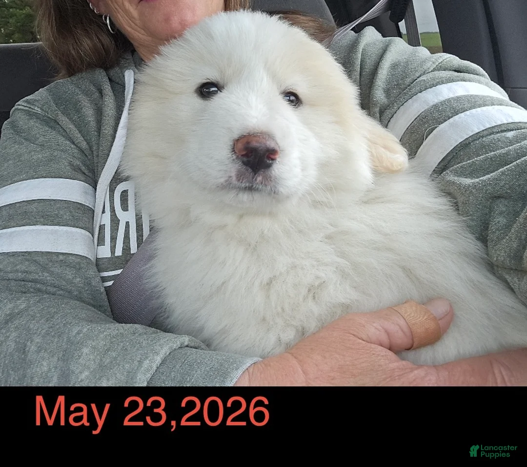 Great Pyrenees dogs for sale: Daisy - Ad 2