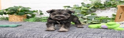 Miniature Schnauzer dogs for sale: Wayne - Ad 7