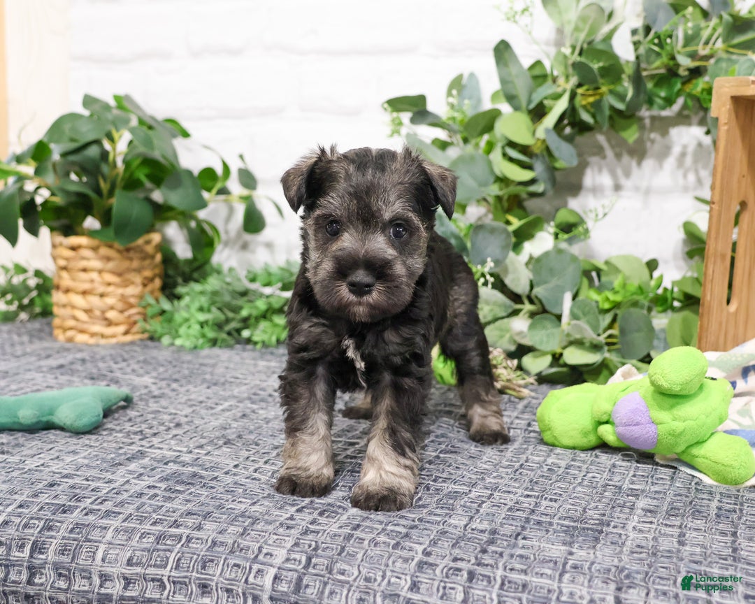 Miniature Schnauzer dogs for sale: Wayne - Ad 7