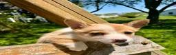 Welsh Corgi Pembroke dogs for sale: Molly - Ad 3