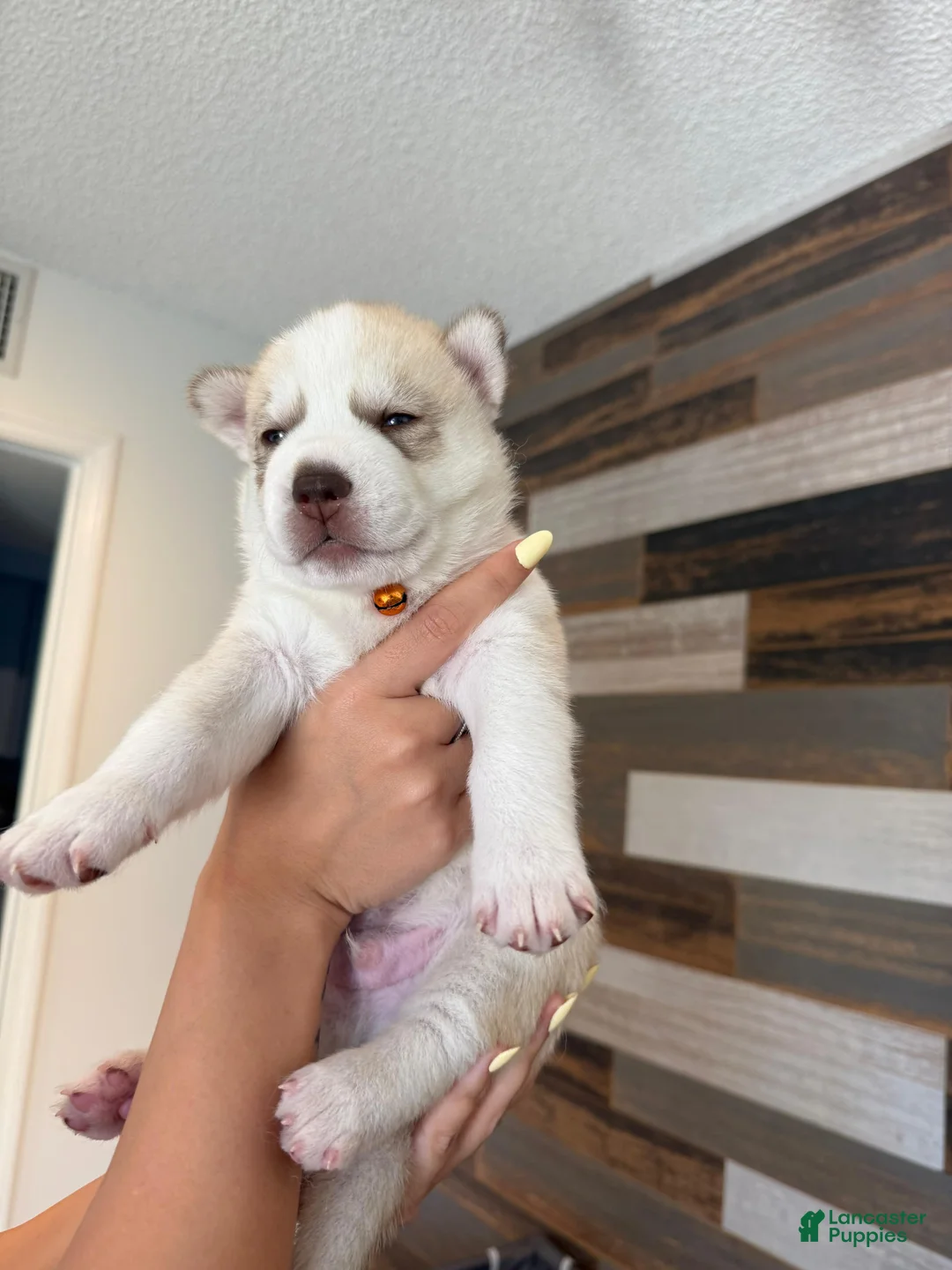 Siberian Husky dogs for sale: Siberian Husky Puppy 2 - Ad 2