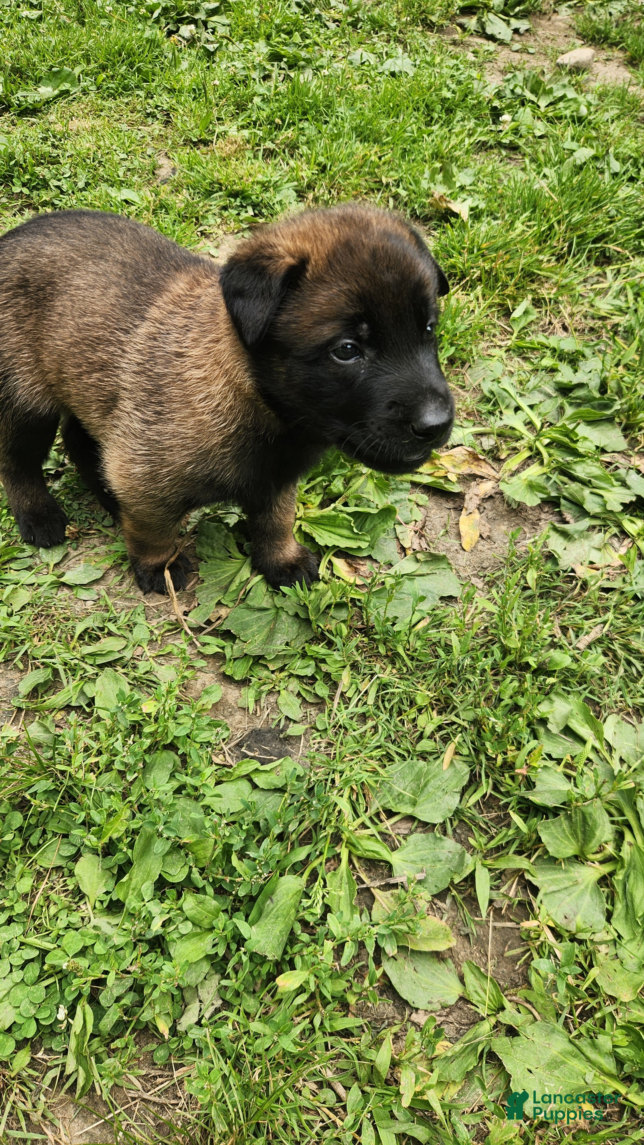 Belgian Malinois dogs Kodiak (Black) - Ad 17