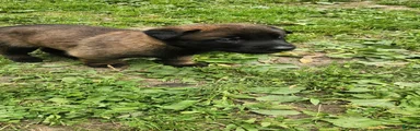 Kodiak (Black)