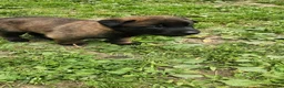 Belgian Malinois dogs for sale: Kodiak (Black) - Ad 1