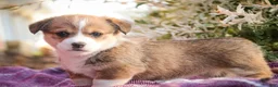 Welsh Corgi Pembroke dogs for sale: Ramona - Ad 4