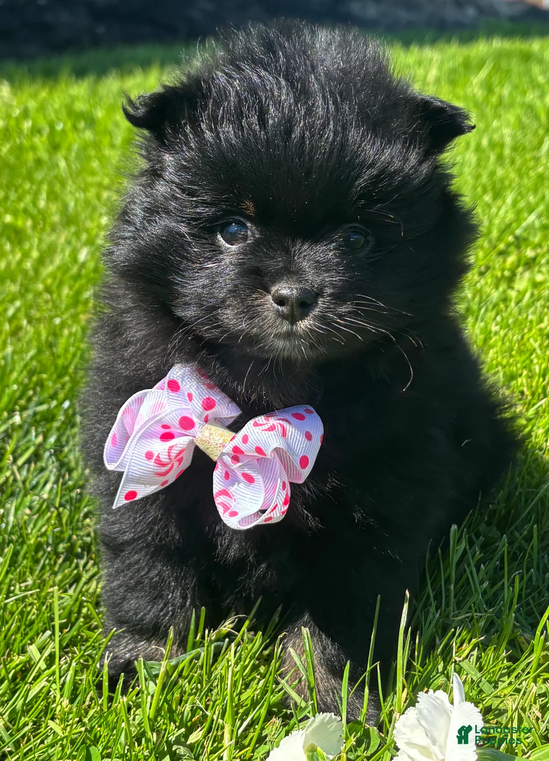 Pomeranian dogs for sale: Minx - Ad 1
