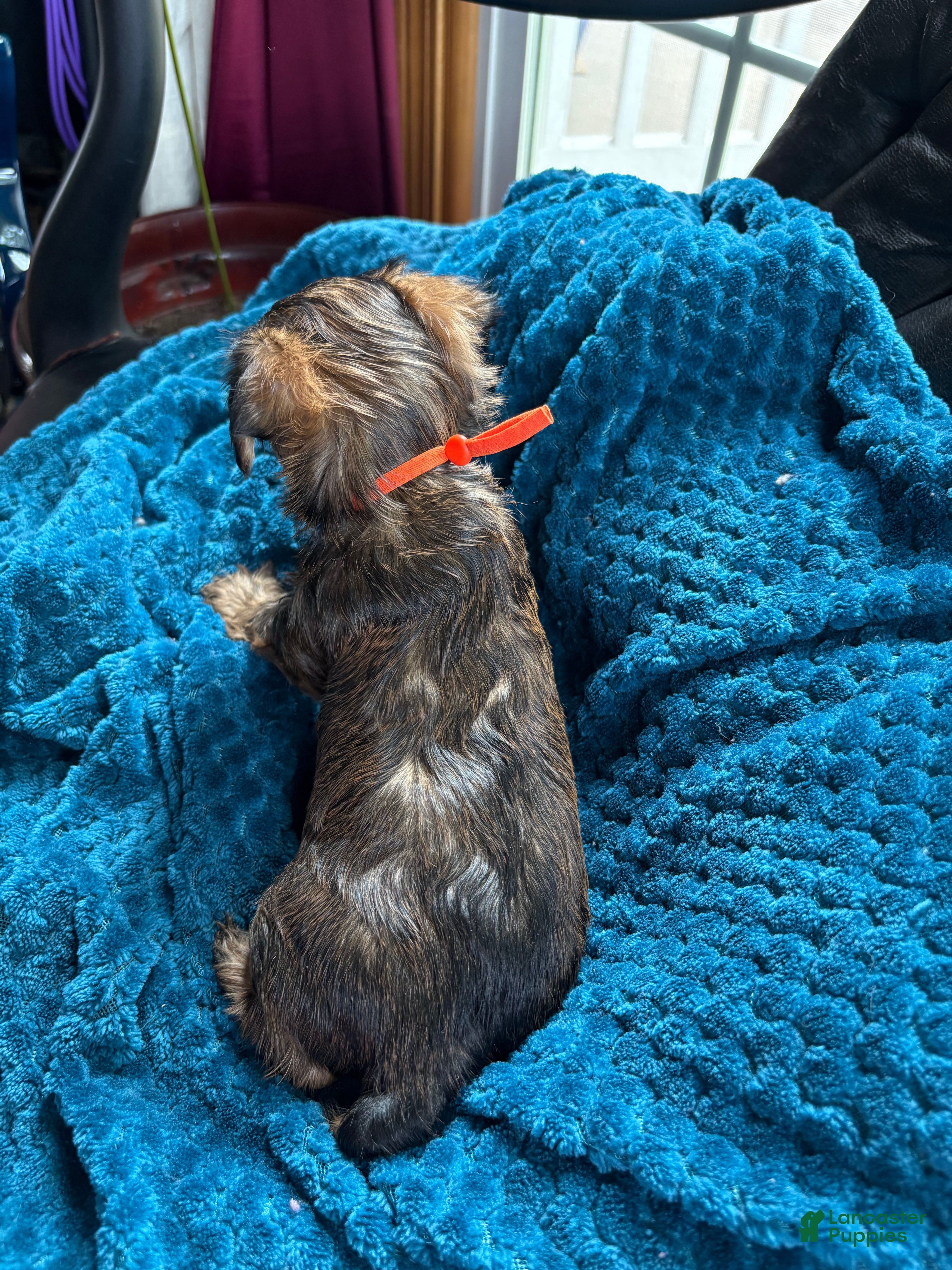 Yorkshire Terrier dogs for sale: Yorkshire Terrier Puppy 1 - Ad 4